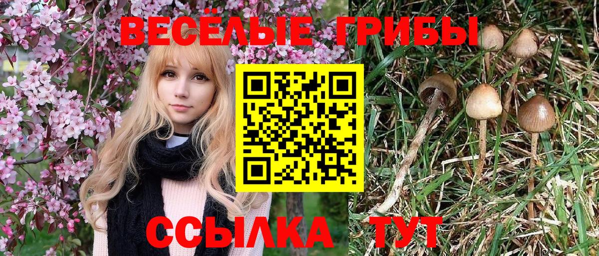Галлюциногенные грибы Cubensis Павлово